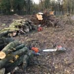 Tree Surgeons In Felixstowe