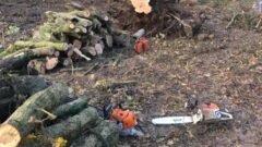 Tree Surgeons In Felixstowe