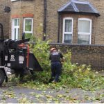 Tree Surgeons South London