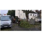 Tree Surgeons Dagenham