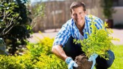 Tree Surgeons South London