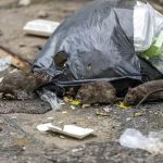 The UK city in grip of rat ‘epidemic’ as 100 people hospitalised after attacks