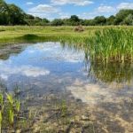 Push to identify ‘priority ponds’ in UK that are refuges for plants and animals