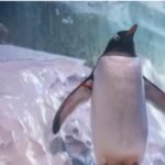 Free the 15: Release of penguins ‘trapped in basement’ of London Aquarium demanded by MPs