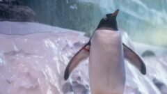 Free the 15: Release of penguins ‘trapped in basement’ of London Aquarium demanded by MPs