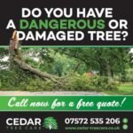 Tree Surgeons In Colchester