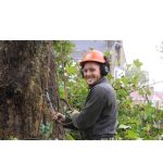 Tree Surgeons Brentwood