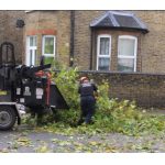 Tree Surgeons Dartford