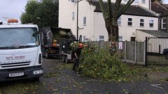 Tree Surgeons Bromley