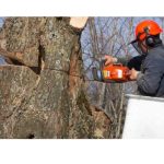 Tree Surgeons Brentwood