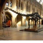 Little and large show: Natural History Museum displays new dinosaurs