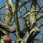 Tree Surgeons Wokingham