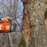 High Wycombe Tree Surgeons