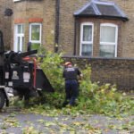 Tree Surgeons Brentwood