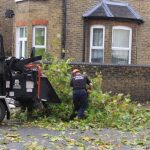 Tree Surgeons South London